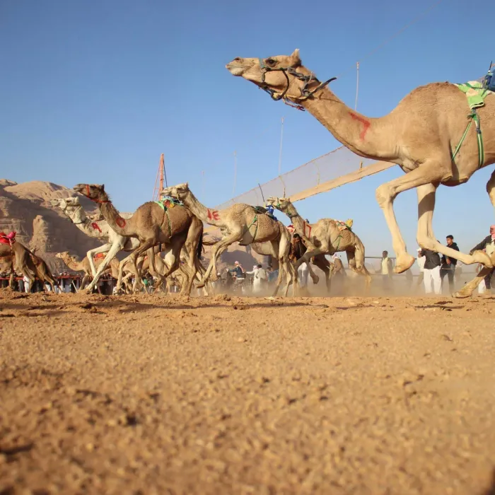 Camel Race Festival in Wadi Rum