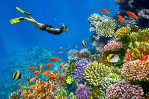 Snorkeling a Ras Mohammed: Esplora la Barriera Corallina del Mar Rosso
